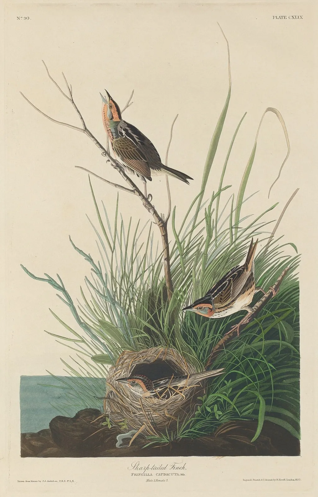 Sharp-Tailed Finch, by Robert Havell Jr., ink, 1832