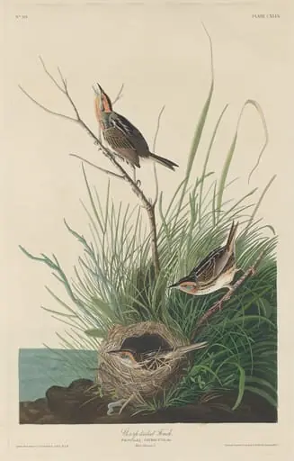 Sharp-Tailed Finch, by Robert Havell Jr.