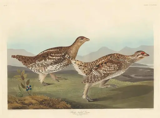 Sharp-tailed Grous, by Robert Havell Jr.