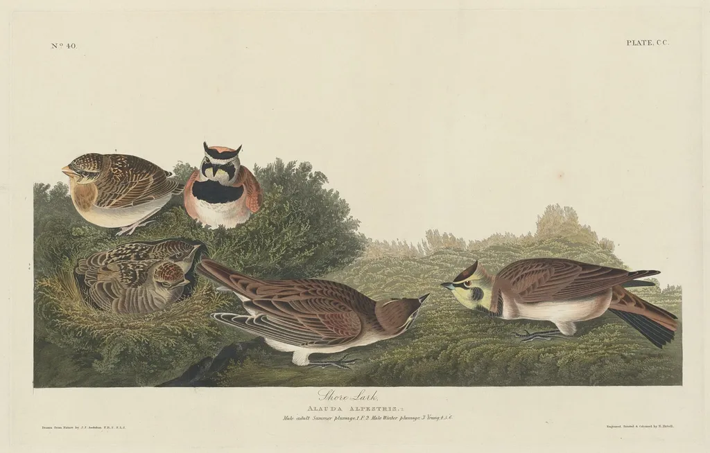 Shore Lark, by Robert Havell Jr., ink, 1834