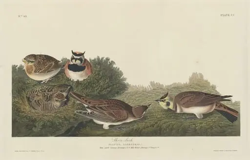 Shore Lark, by Robert Havell Jr.