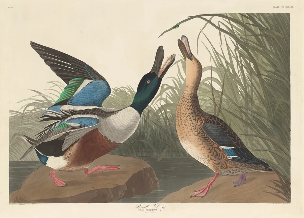 Shoveller Duck, by Robert Havell Jr., ink, 1836