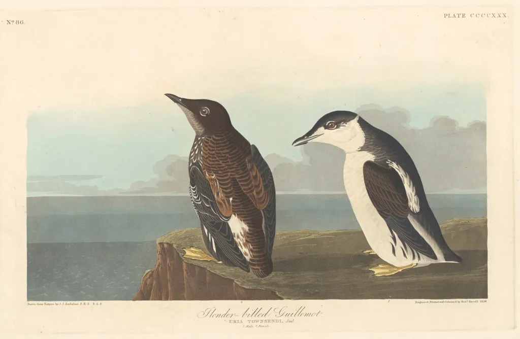 Slender-billed Guillemot, by Robert Havell Jr., ink, 1838