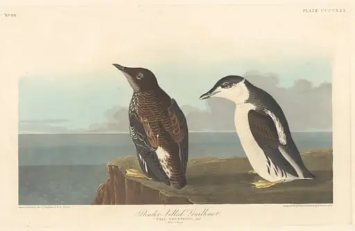 Slender-billed Guillemot, by Robert Havell Jr.