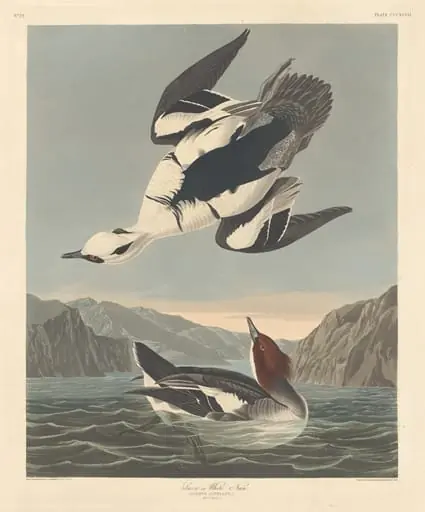 Smew or White Nun, by Robert Havell Jr.