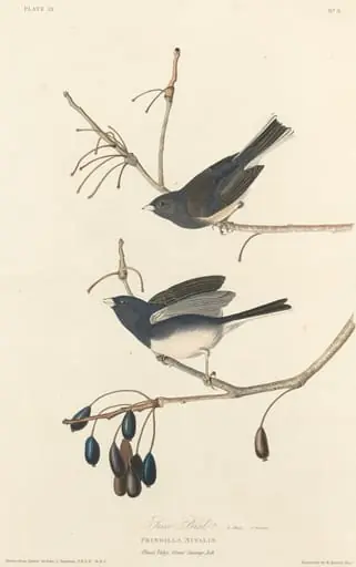 Snow-Bird, by Robert Havell Jr.