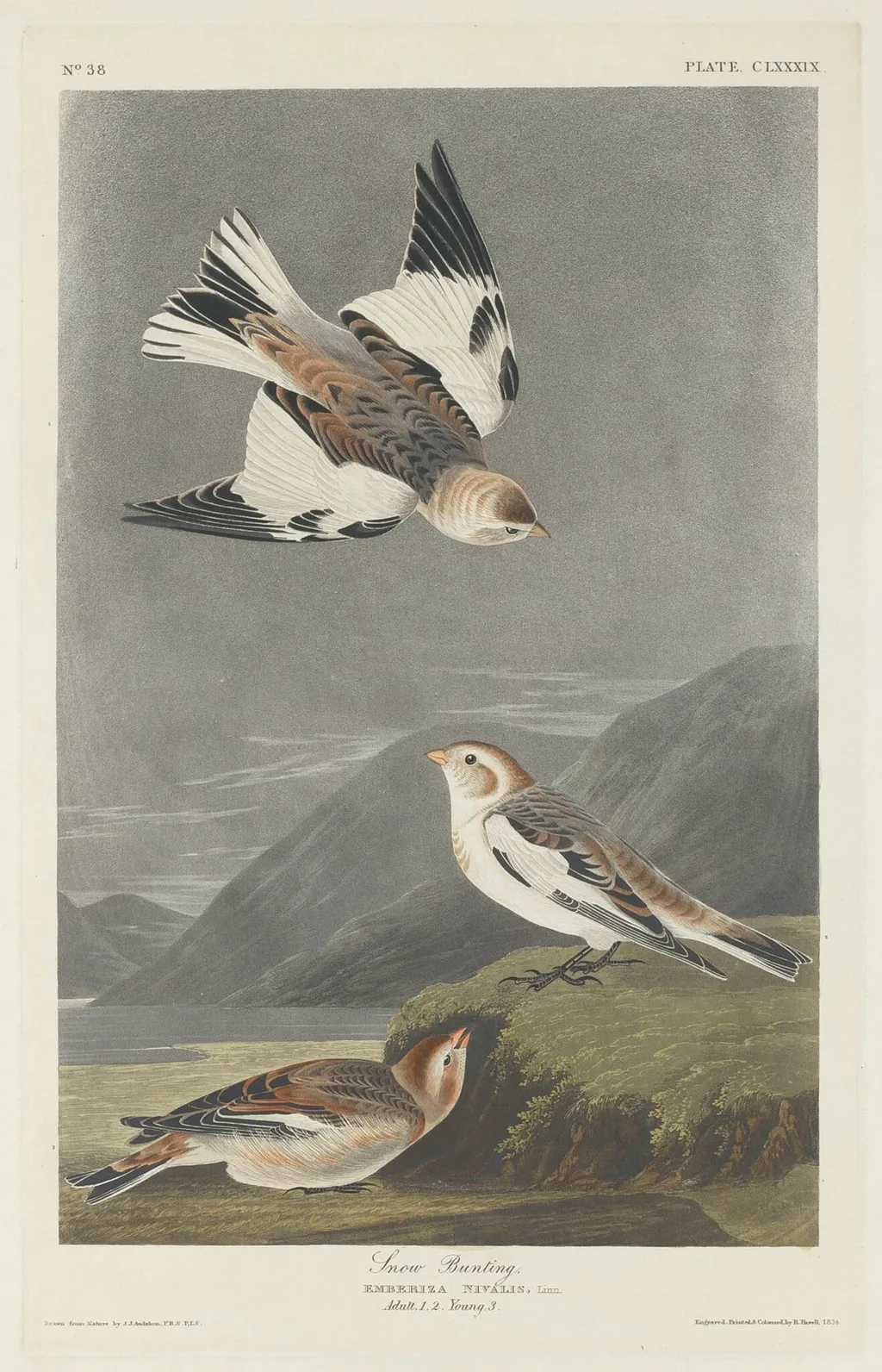 Snow Bunting, by Robert Havell Jr., ink, 1834