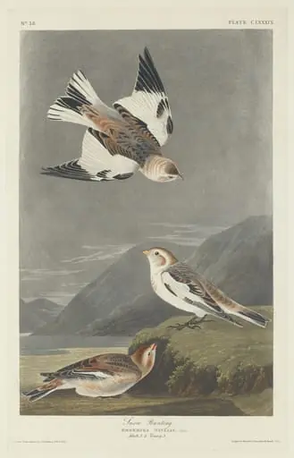 Snow Bunting, by Robert Havell Jr.