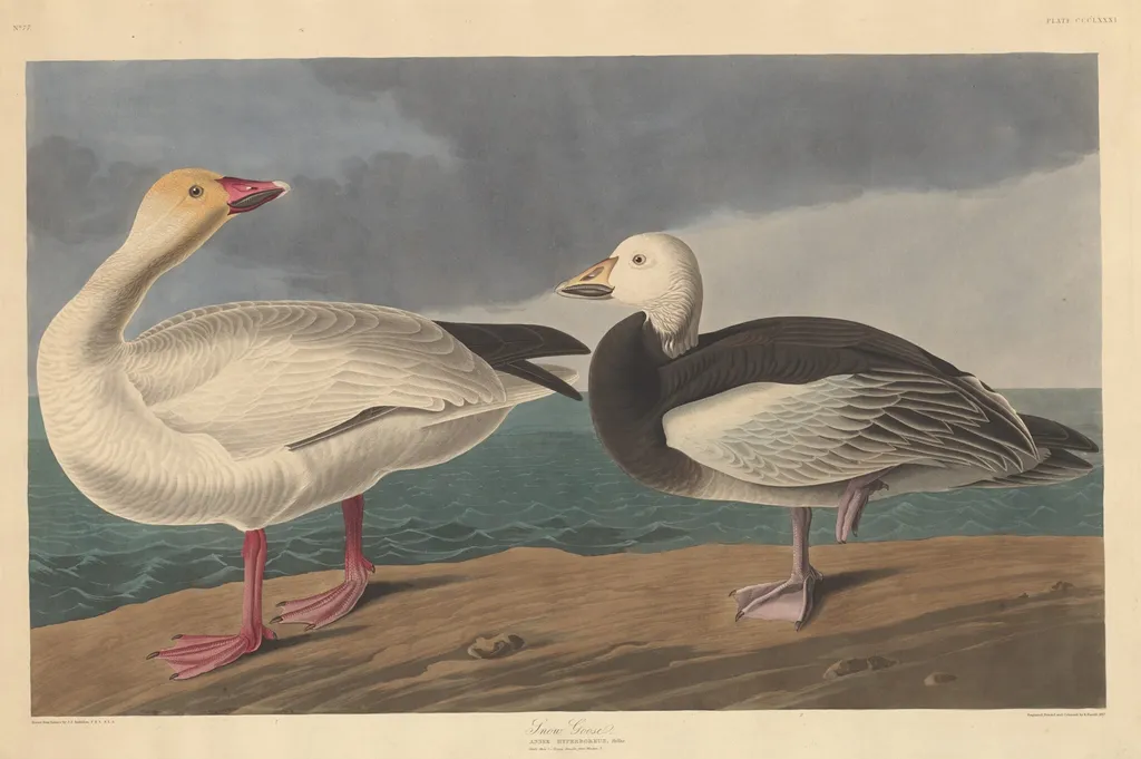 Snow Goose, by Robert Havell Jr., ink, 1837