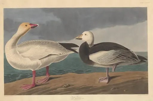 Snow Goose, by Robert Havell Jr.