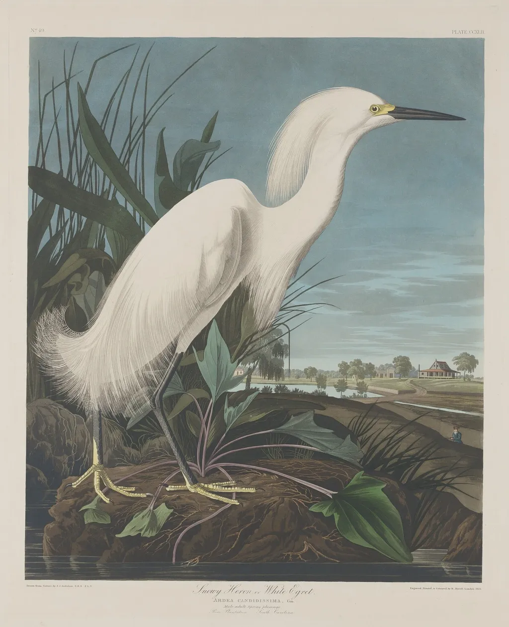 Snowy Heron, or White Egret, by Robert Havell Jr., ink, 1835