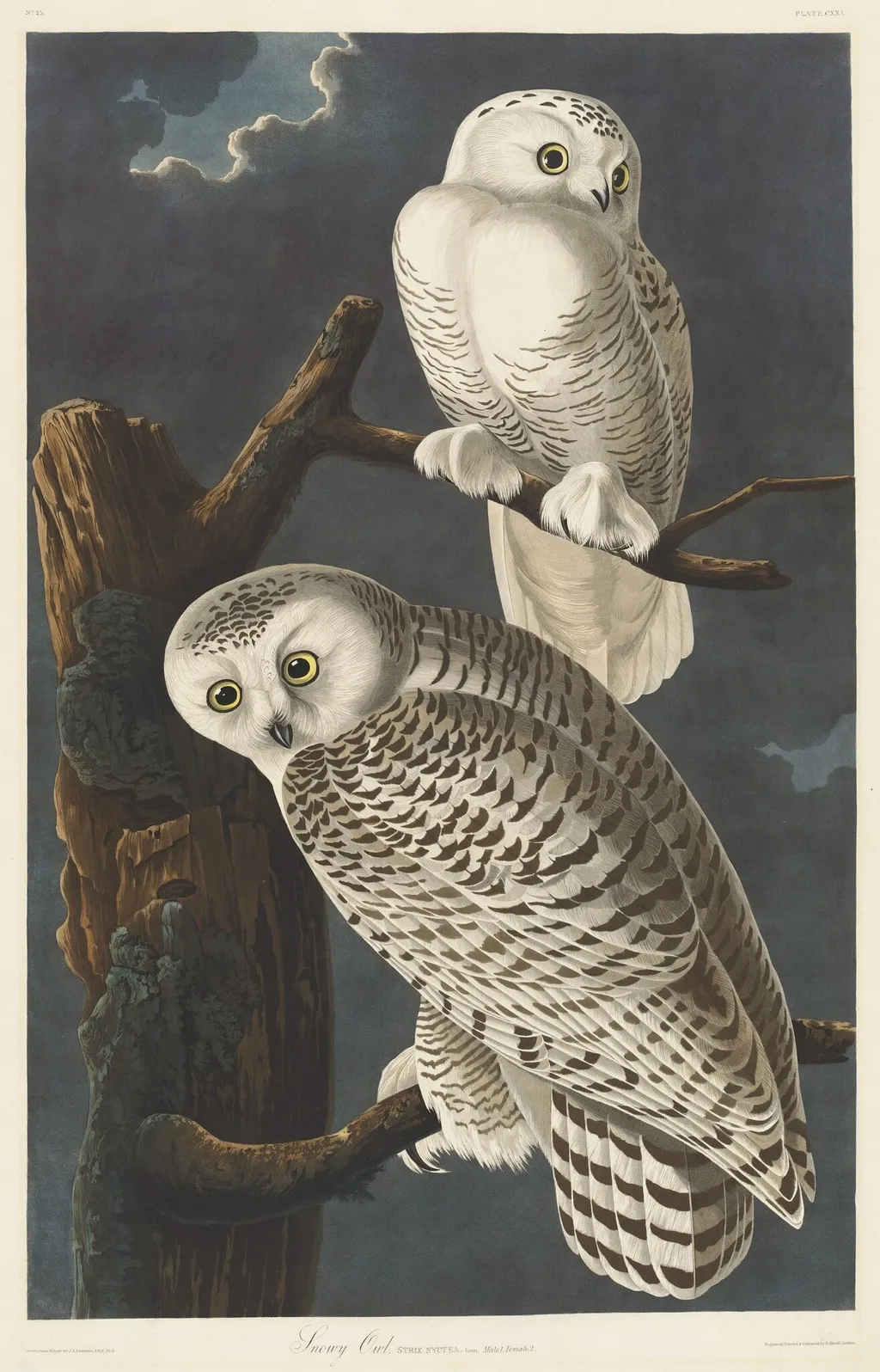 Snowy Owl, by Robert Havell Jr., ink, 1831