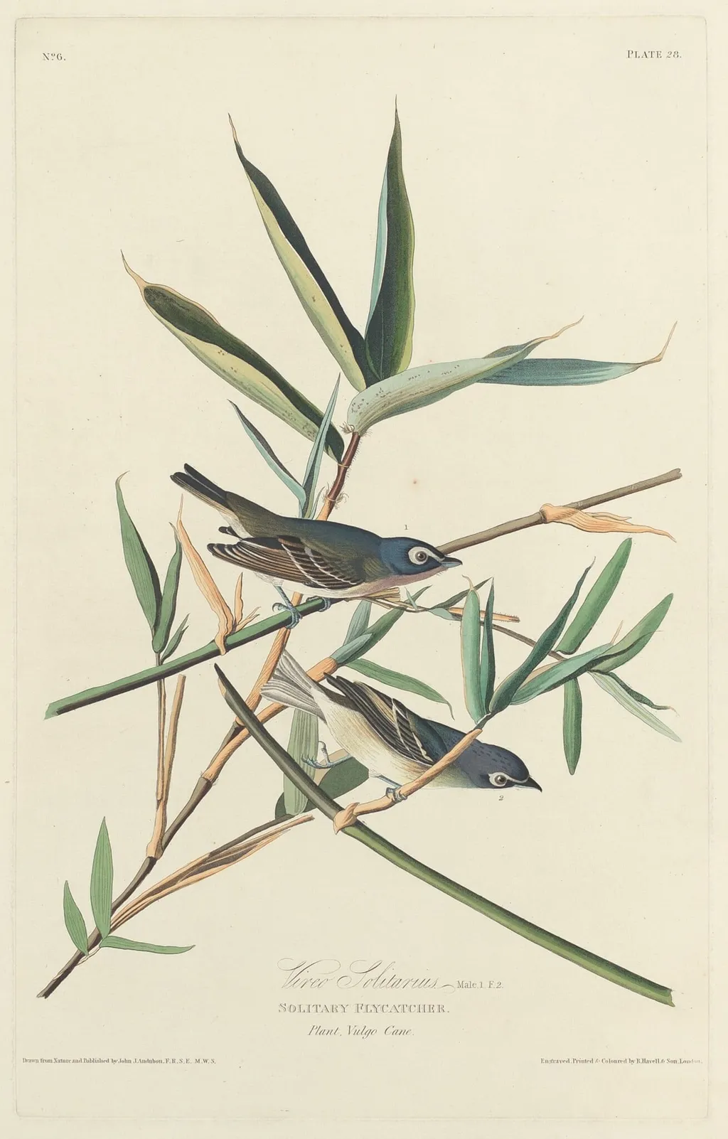 Solitary Flycatcher, by Robert Havell Jr., ink, 1828
