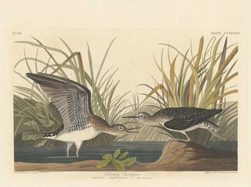 Solitary Sandpiper, by Robert Havell Jr., ink, 1836