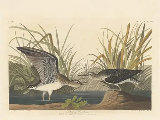 Solitary Sandpiper, by Robert Havell Jr.