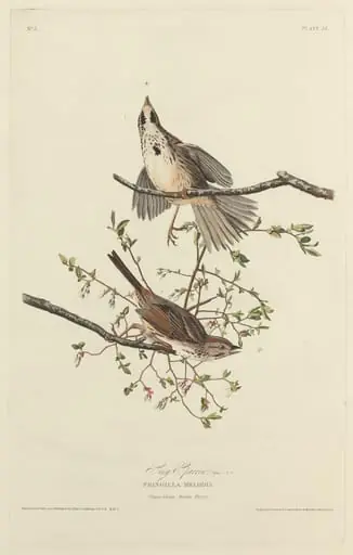 Song Sparrow, by Robert Havell Jr.