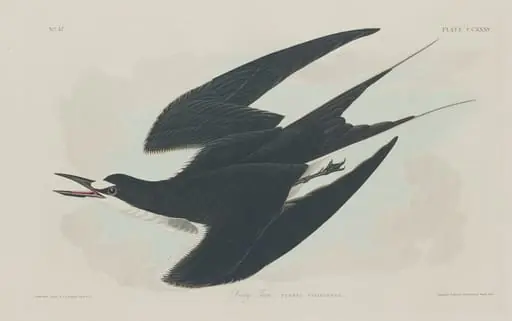 Sooty Tern, by Robert Havell Jr.