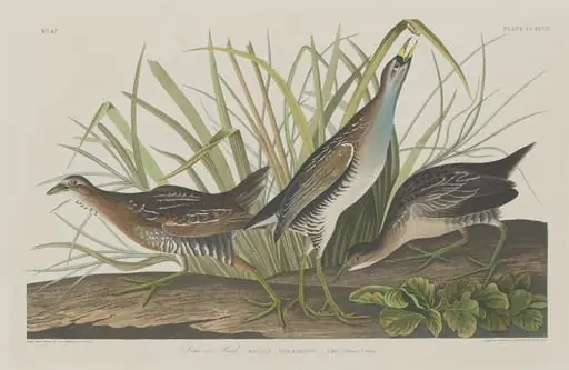 Sora or Rail, by Robert Havell Jr.
