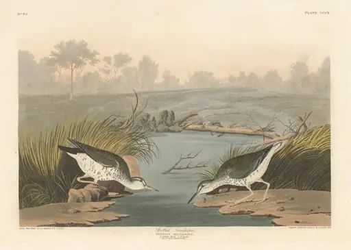 Spotted Sandpiper, by Robert Havell Jr.