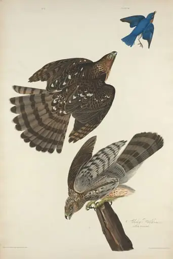 Stanley Hawk, by Robert Havell Jr.