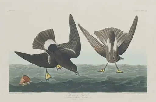 Stormy Petrel, by Robert Havell Jr.