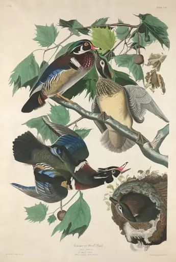 Summer or Wood Duck, by Robert Havell Jr.