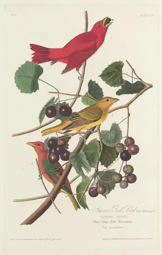 Summer Red Bird, by Robert Havell Jr.