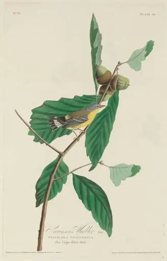Swainson's Warbler, by Robert Havell Jr.