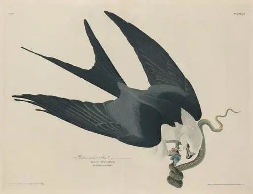Swallow-tailed Hawk, by Robert Havell Jr.
