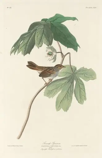 Swamp Sparrow, by Robert Havell Jr.
