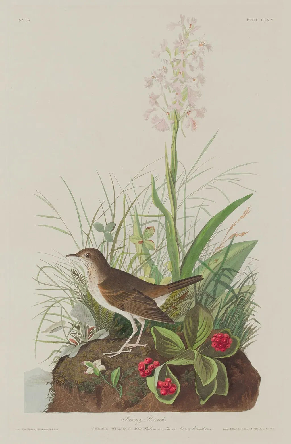 Tawny Thrush, by Robert Havell Jr., ink, 1833