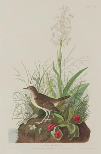 Tawny Thrush, by Robert Havell Jr.