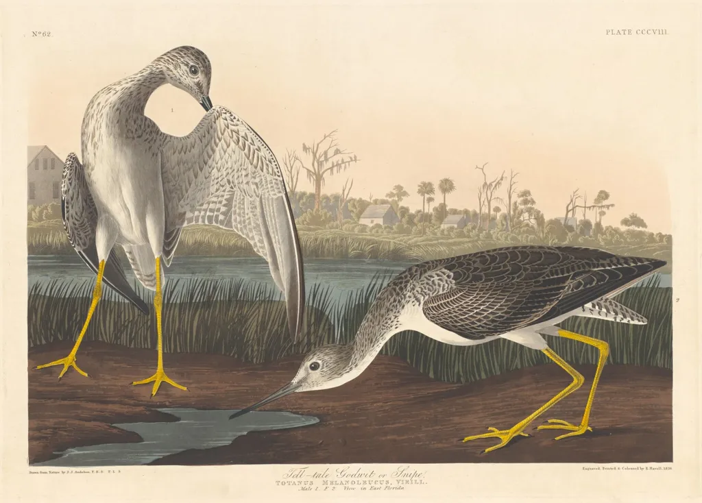 Tell-tale Godwit, by Robert Havell Jr., ink, 1836