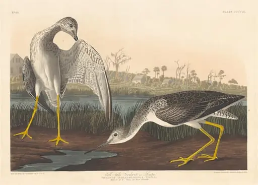 Tell-tale Godwit, by Robert Havell Jr.