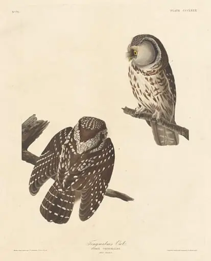 Tengmalm's Owl, by Robert Havell Jr.