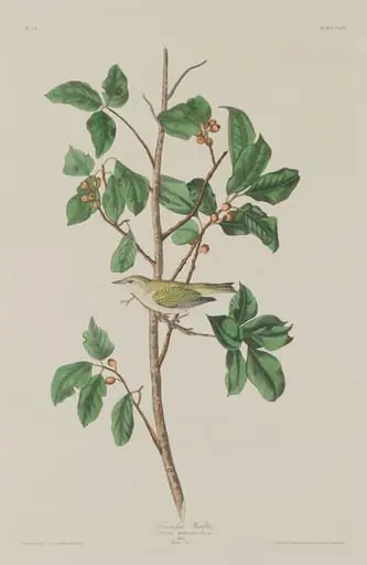 Tennessee Warbler, by Robert Havell Jr.
