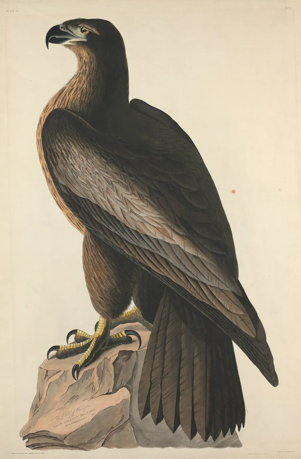 The Bird of Washington or Great American Sea Eagle, by Robert Havell Jr., ink, 1827