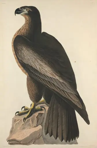 The Bird of Washington or Great American Sea Eagle, by Robert Havell Jr.
