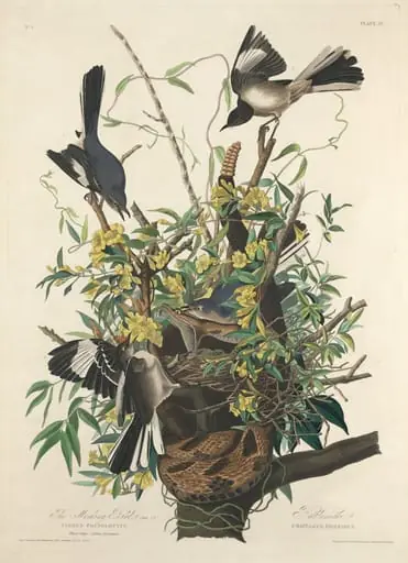 The Mocking Bird, by Robert Havell Jr.