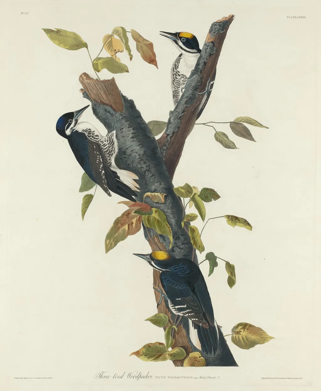 Three-Toed Woodpecker, by Robert Havell Jr., ink, 1832