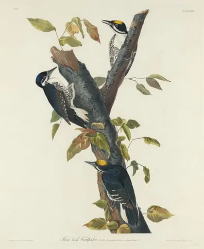 Three-Toed Woodpecker, by Robert Havell Jr.
