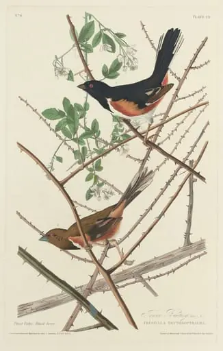 Towee Bunting, by Robert Havell Jr.