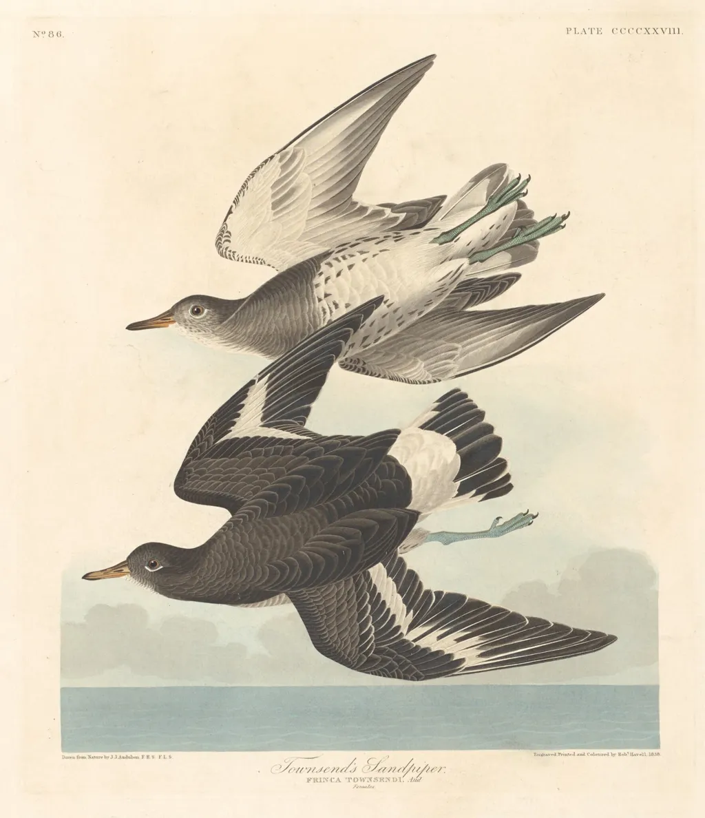 Townsend's Sandpiper, by Robert Havell Jr., ink, 1838