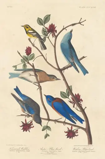 Townsend's Warbler, Arctic Blue Bird and Western Blue Bird, by Robert Havell Jr.
