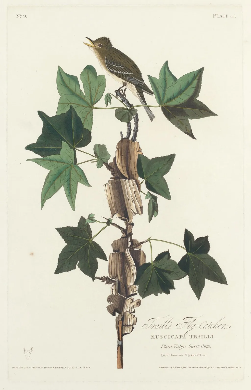 Traill's Flycatcher, by Robert Havell Jr., ink, 1828