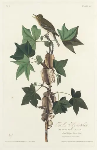 Traill's Flycatcher, by Robert Havell Jr.