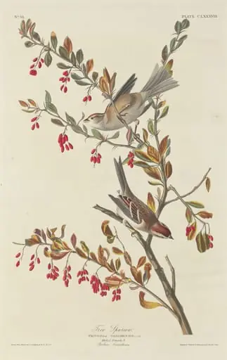 Tree Sparrow, by Robert Havell Jr.