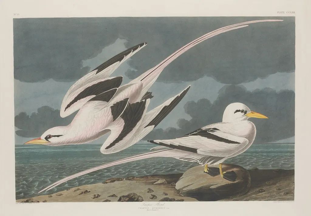 Tropic Bird, by Robert Havell Jr., ink, 1835