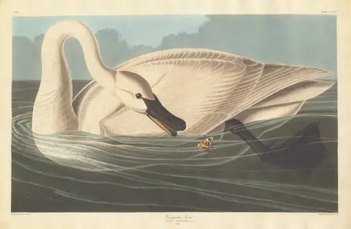 Trumpeter Swan, by Robert Havell Jr.