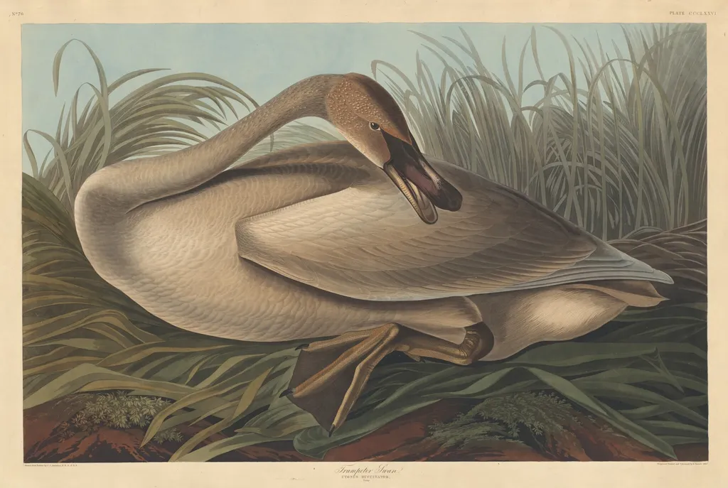 Trumpeter Swan, by Robert Havell Jr., ink, 1837